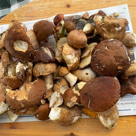 Viele Pilze liegen auf einem Haufen, hauptsächlich Maronen und Steinpilze.