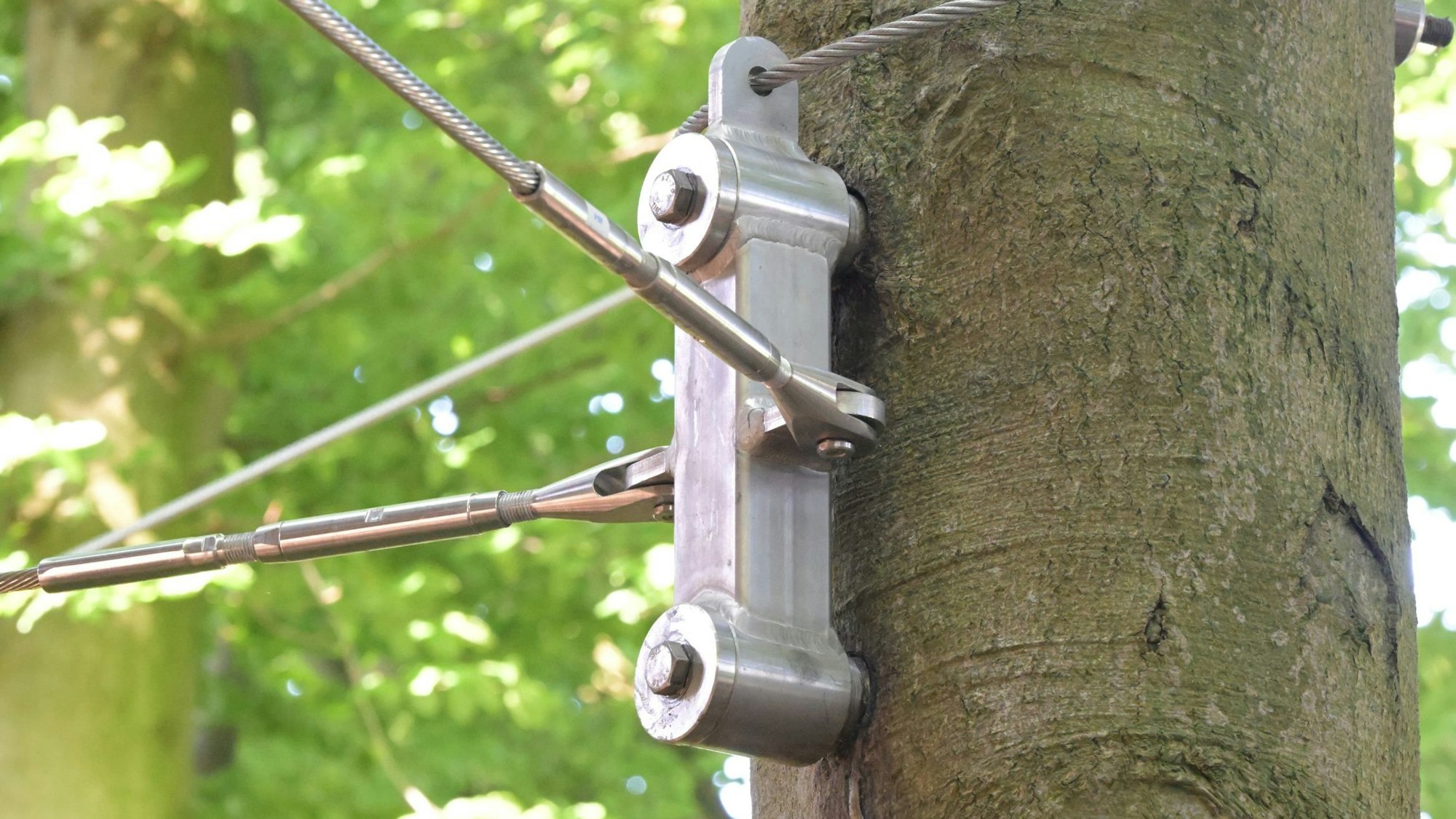 Ein doppelter Stahldübel steckt in einem Baumstamm, von ihm gehen Stahlseile aus.
