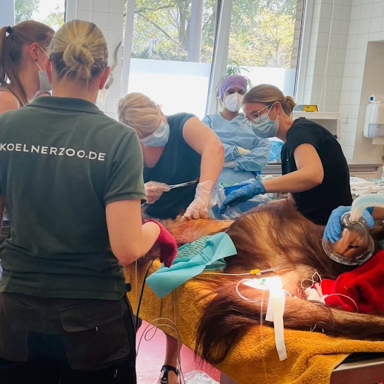 Hoch konzentriert arbeitete das Team der Humanmediziner des Porzer Krankenhauses, um die Orang-Utan-Weibchen Cinta zu retten. Immer mit dabei: Zoo-Tierärztin Sandra Marcordes.