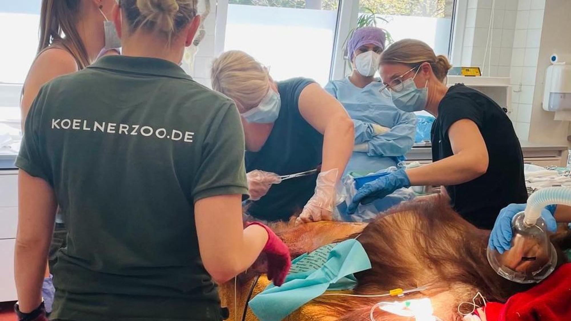 Hoch konzentriert arbeitete das Team der Humanmediziner des Porzer Krankenhauses, um die Orang-Utan-Weibchen Cinta zu retten. Immer mit dabei: Zoo-Tierärztin Sandra Marcordes.
