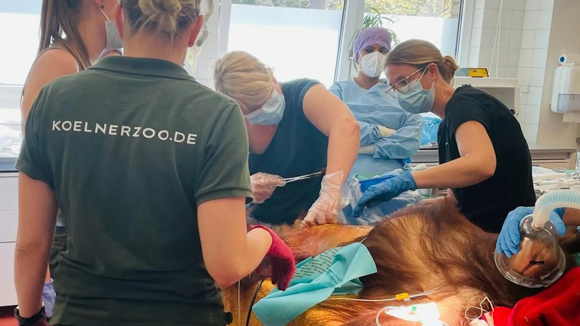 Hoch konzentriert arbeitete das Team der Humanmediziner des Porzer Krankenhauses, um die Orang-Utan-Weibchen Cinta zu retten. Immer mit dabei: Zoo-Tierärztin Sandra Marcordes.