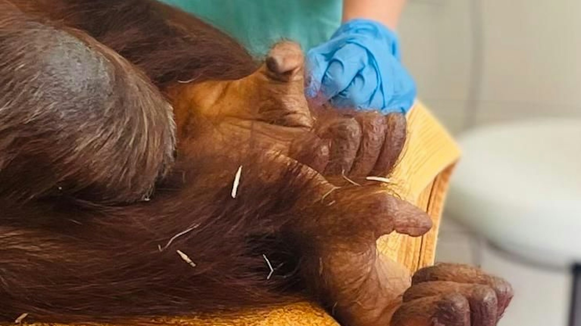 Ganz nah dran: Das OP-Team bemühte sich sehr um das Wohl seiner ungewöhnliche Patientin.