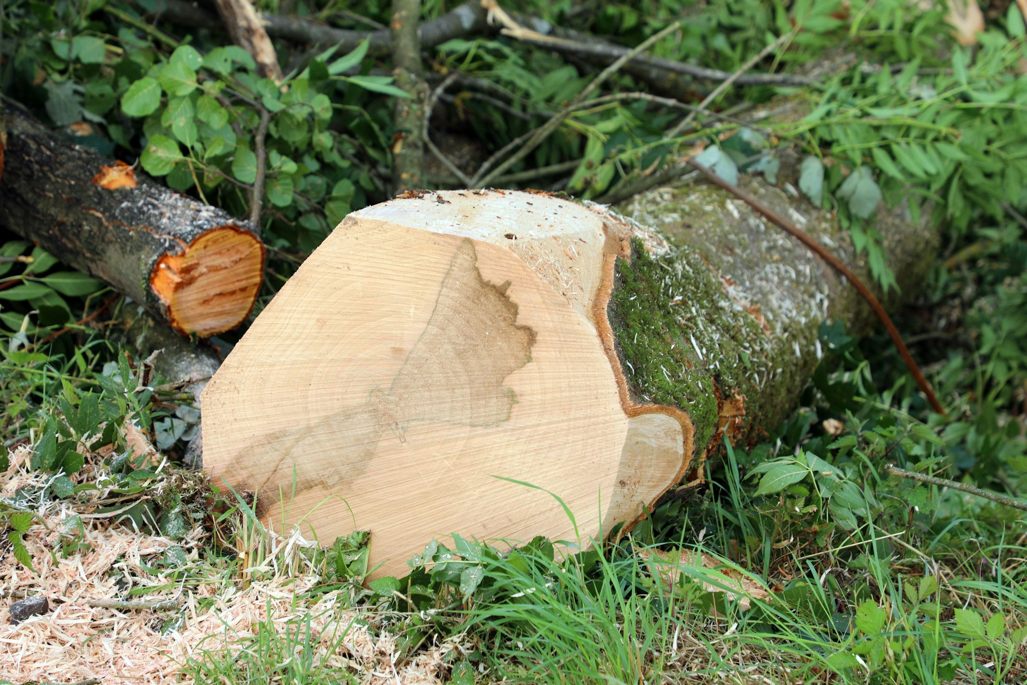 Gehölzarbeiten entlang der Linie der Regionalbahn 25 in Overath. Ein Baumstamm liegt am Boden und zeigt in der Schnittfläche eine Verfärbung.