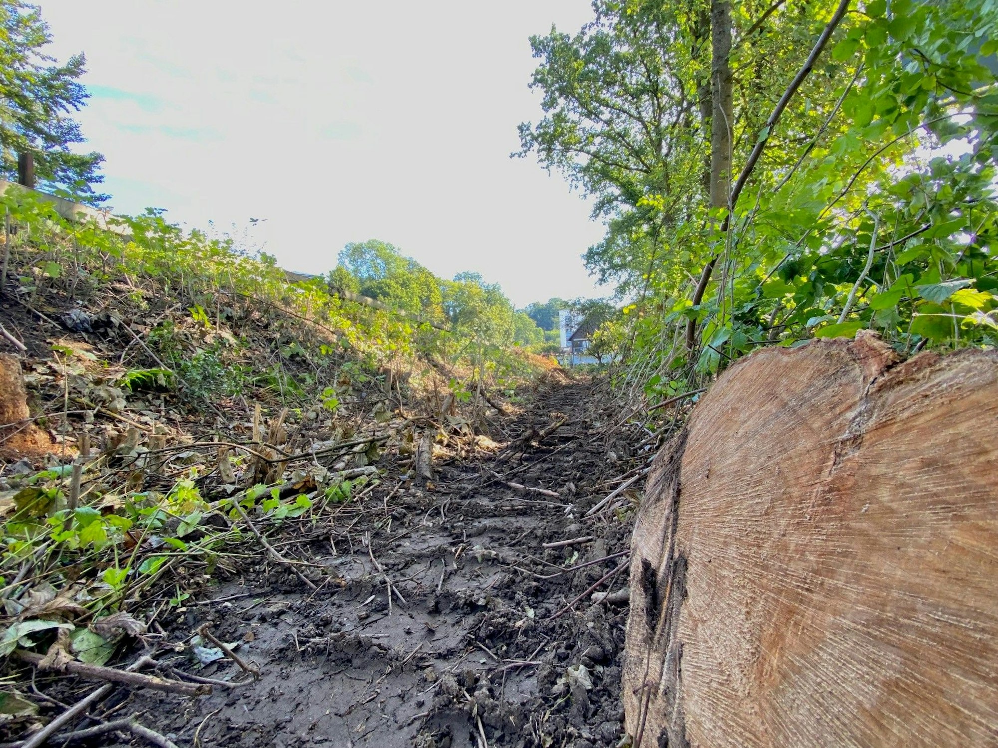 Ein Baumstumpf am Rande des Bahndamms in Engelskirchen-Hardt. Im Auftrag der Deutschen Bahn wurden entlang der derzeit nicht befahrenen Strecke der Regionalbahn 25 Köln-Meinerzhagen Bäume gefällt.