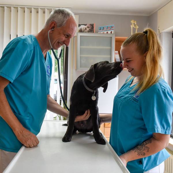 Auf dem Foto sind Tierarzt Malte Frank Kubinetz und seine Assistentin Bianca Meinke zu sehen. Sie untersuchen Labrador Apollo.