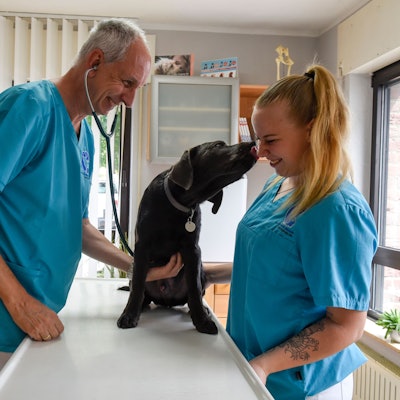 Auf dem Foto sind Tierarzt Malte Frank Kubinetz und seine Assistentin Bianca Meinke zu sehen. Sie untersuchen Labrador Apollo.