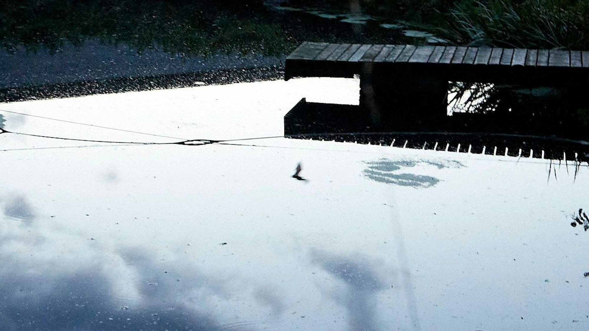 Das Bild zeigt eine fliegende Fledermaus, wie sie sich im Wasser spiegelt.