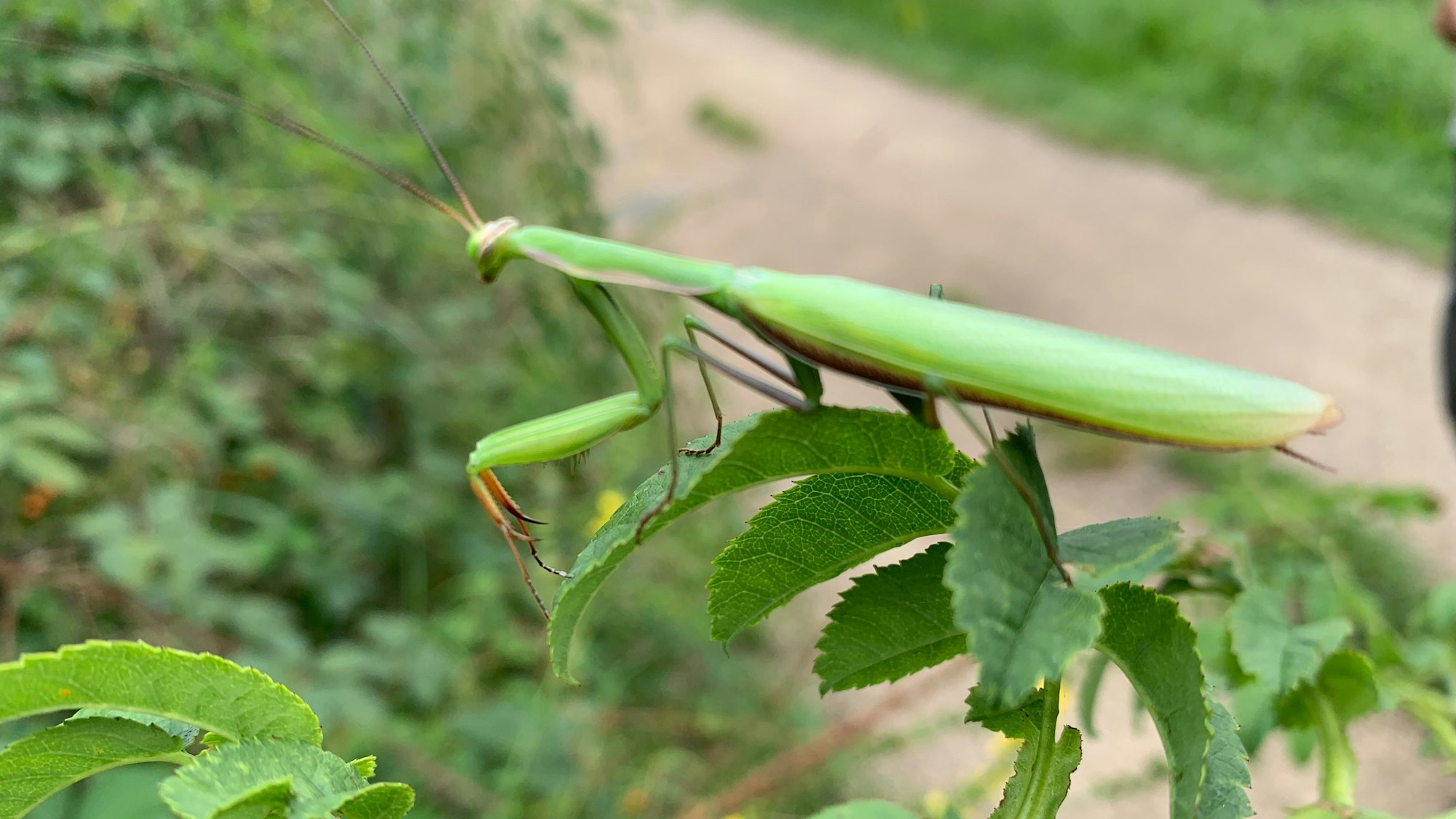 Gottesanbeterin im Siebengebrige
