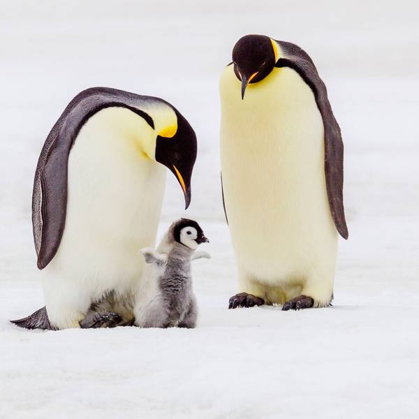 Ein Kaiserpinguin-Küken in der Obhut seiner Eltern. Rund 10.000 der Pinguin-Küken sind einer neuen Studie zufolge im vergangenen Jahr bei einem „katastrophalen Brutausfall“ in der Antarktis gestorben. (Archivbild)