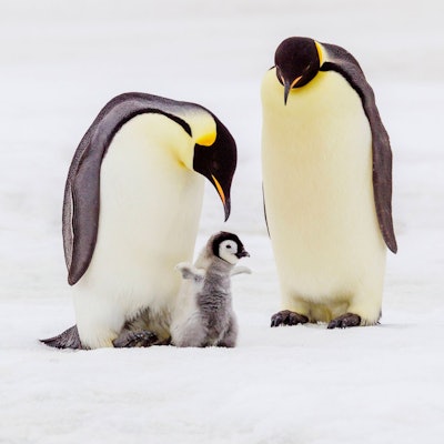 Ein Kaiserpinguin-Küken in der Obhut seiner Eltern. Rund 10.000 der Pinguin-Küken sind einer neuen Studie zufolge im vergangenen Jahr bei einem „katastrophalen Brutausfall“ in der Antarktis gestorben. (Archivbild)