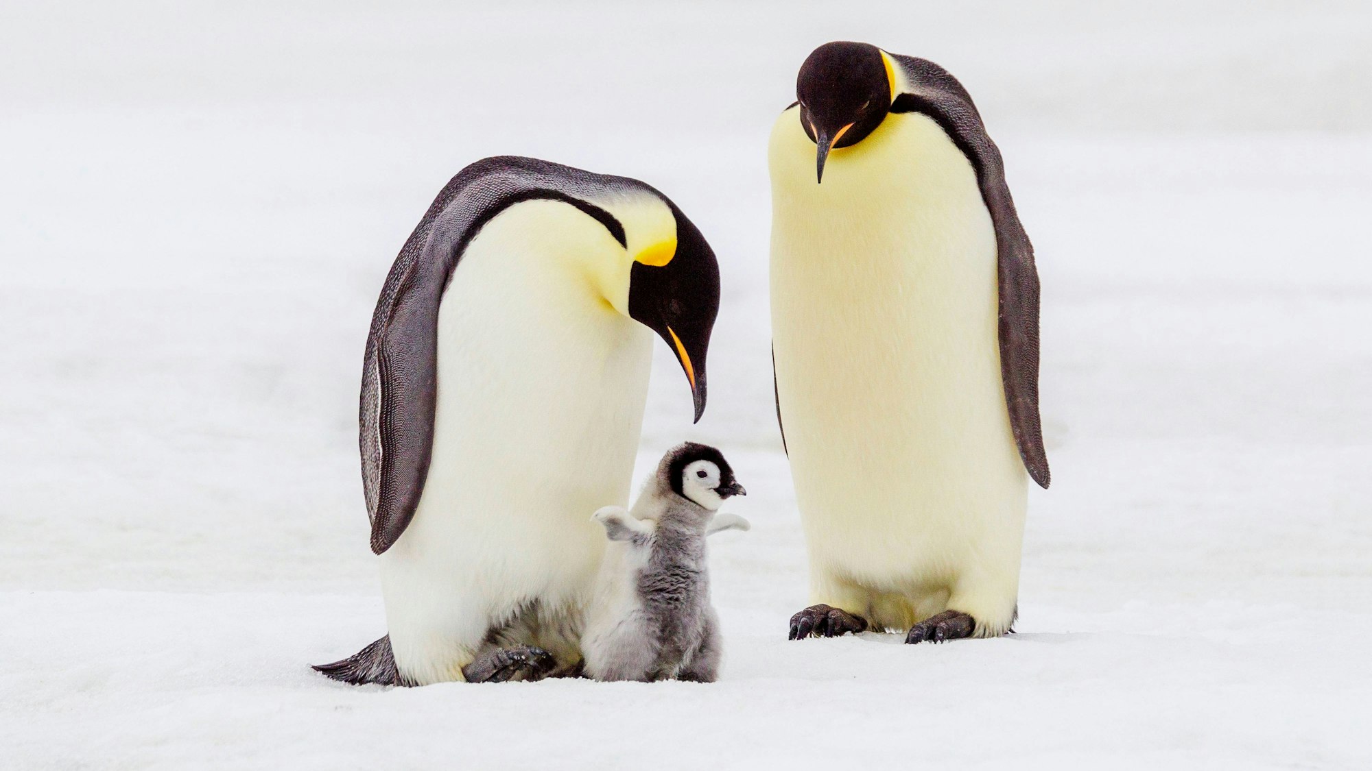 Ein Kaiserpinguin-Küken in der Obhut seiner Eltern. Rund 10.000 der Pinguin-Küken sind einer neuen Studie zufolge im vergangenen Jahr bei einem „katastrophalen Brutausfall“ in der Antarktis gestorben. (Archivbild)