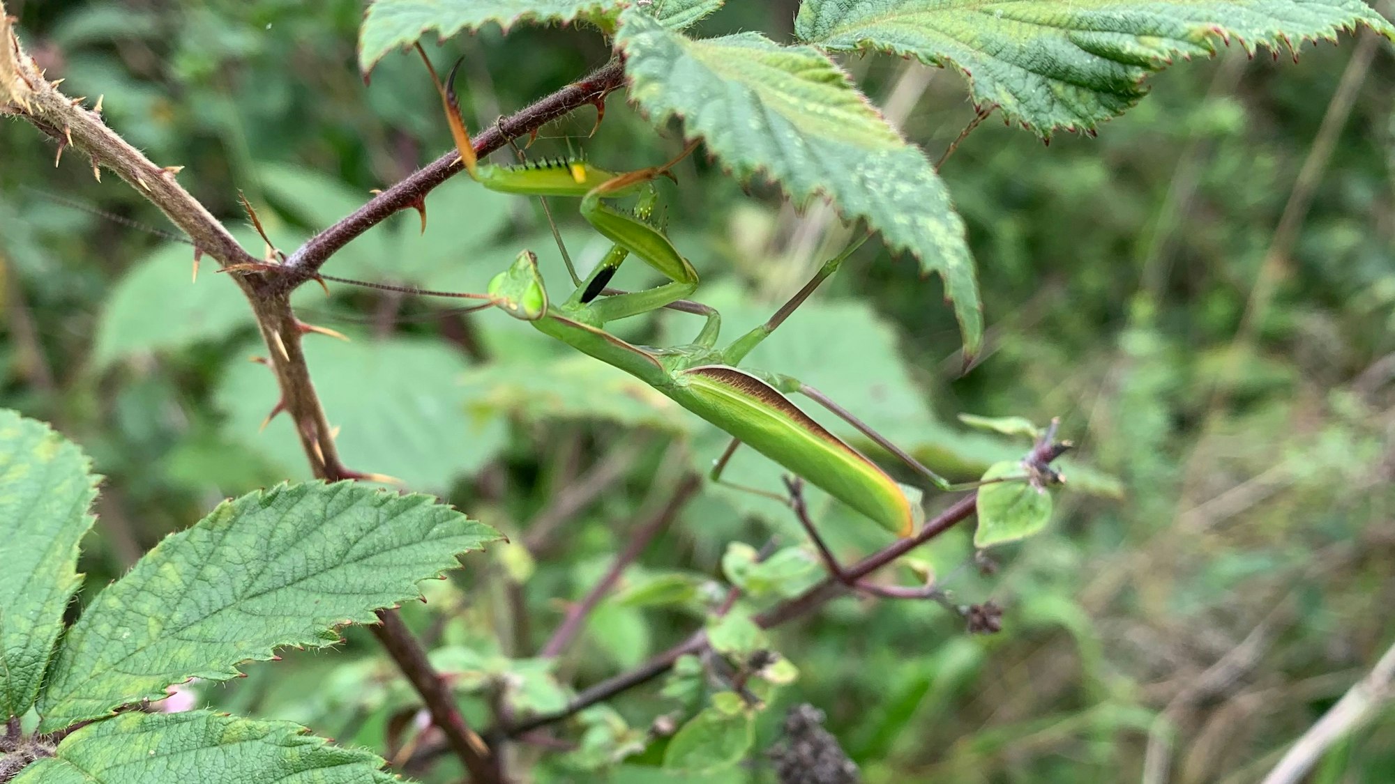 Eine Gottesanbeterin im Siebengebirge klettern in einem Brombeerstrauch herum.