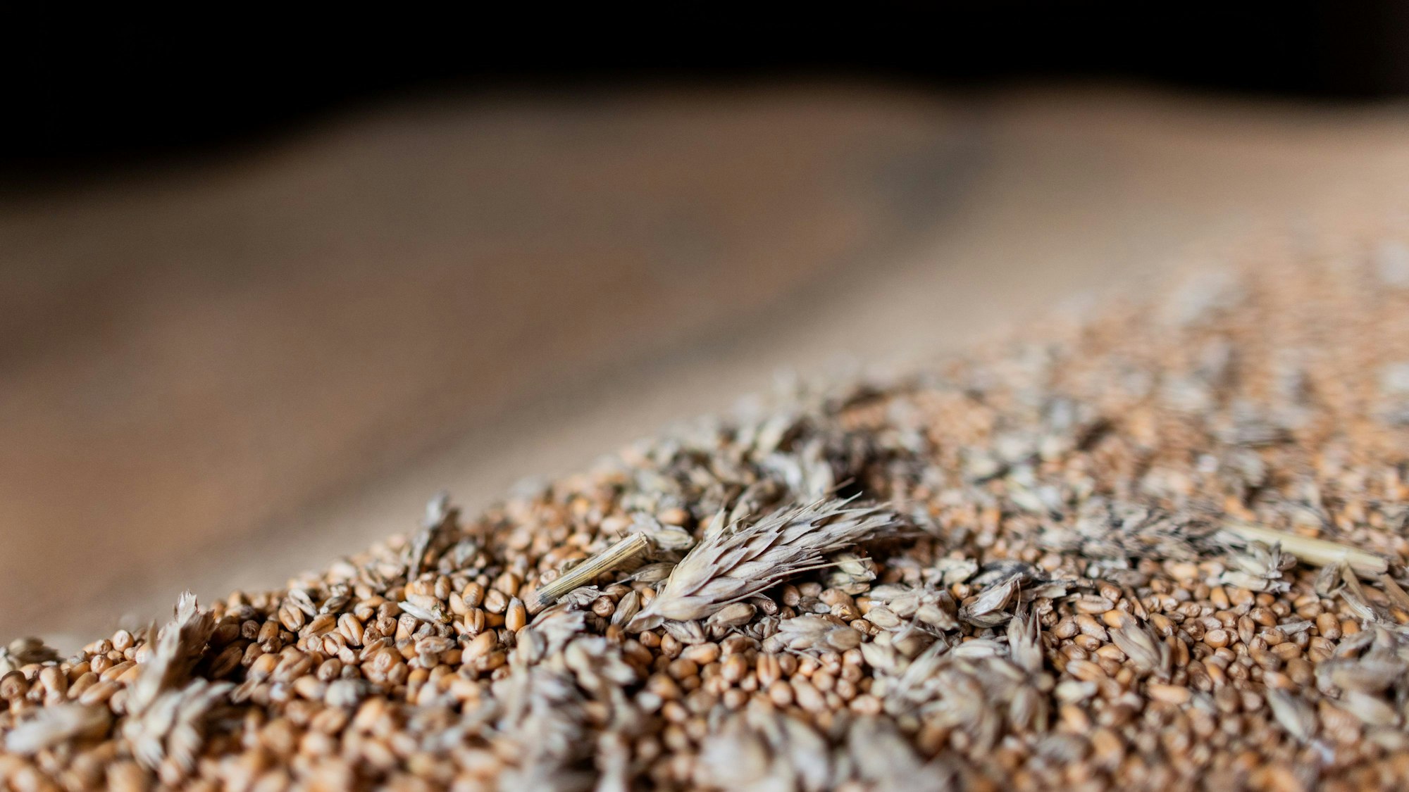 Man sieht Körnr, zwischen denen einige vertrocknete Halme liegen.