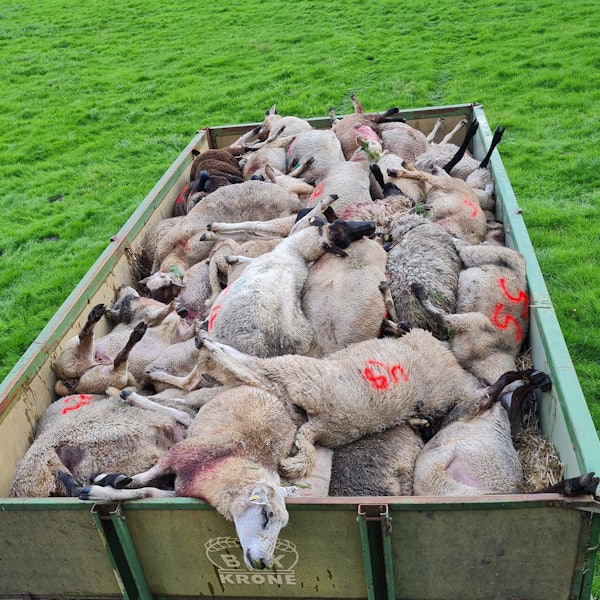 26. August 2023: Tote Schafe ain Gräpel bei Stade