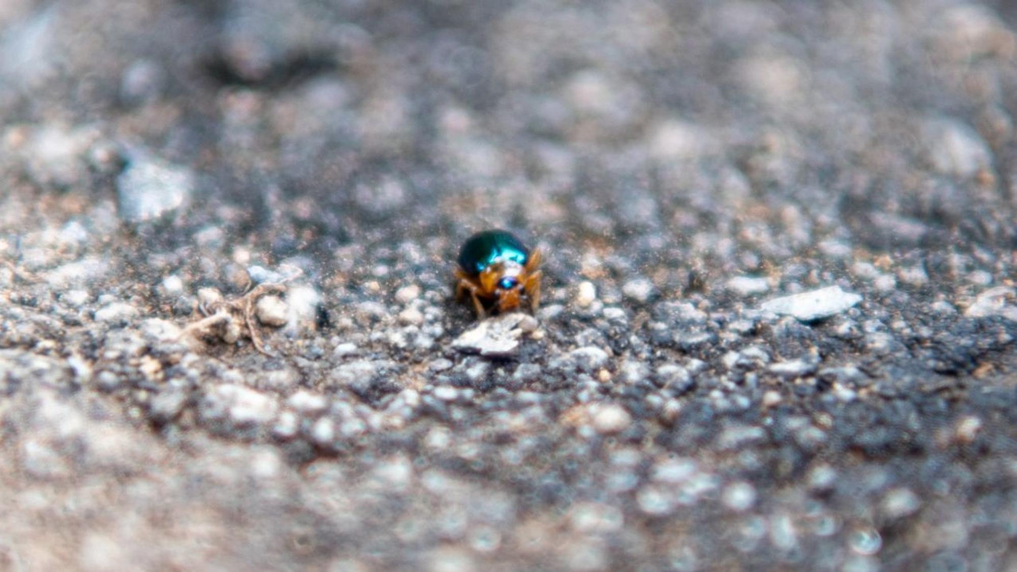Ein winziger, blau schimmernder Käfer sitzt auf steinigem Untergrund.