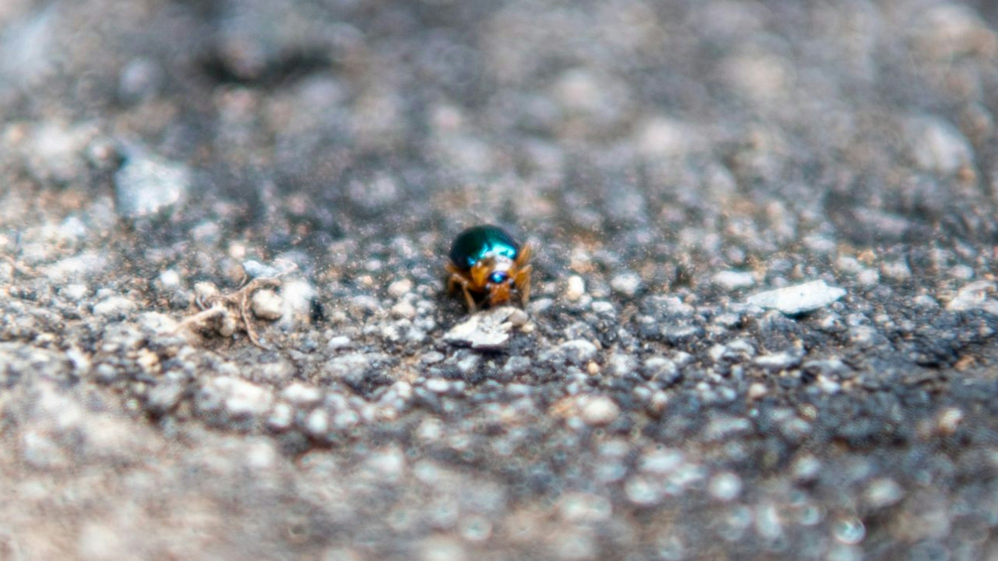Ein winziger, blau schimmernder Käfer sitzt auf steinigem Untergrund.