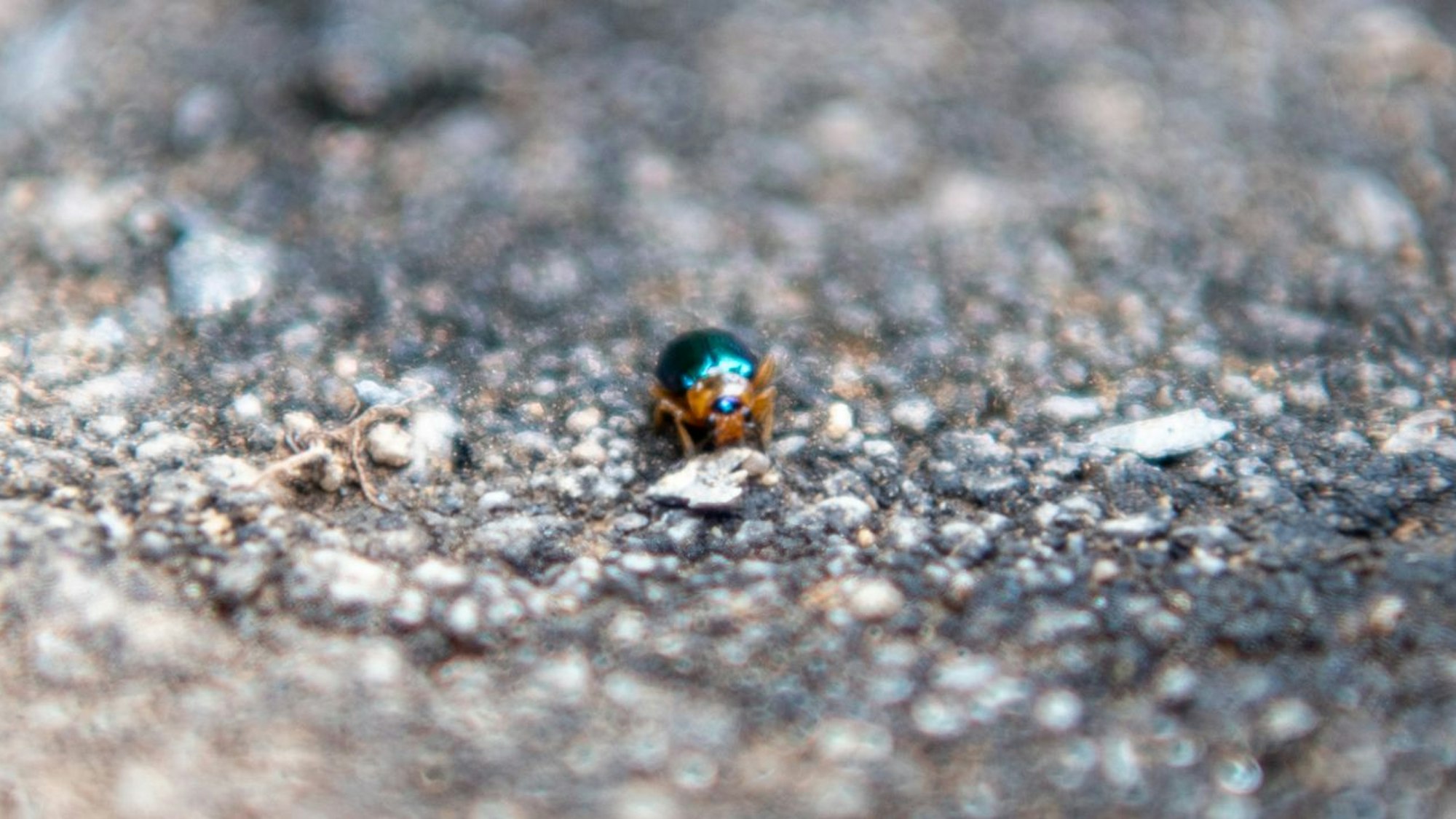 Ein winziger, blau schimmernder Käfer sitzt auf steinigem Untergrund.