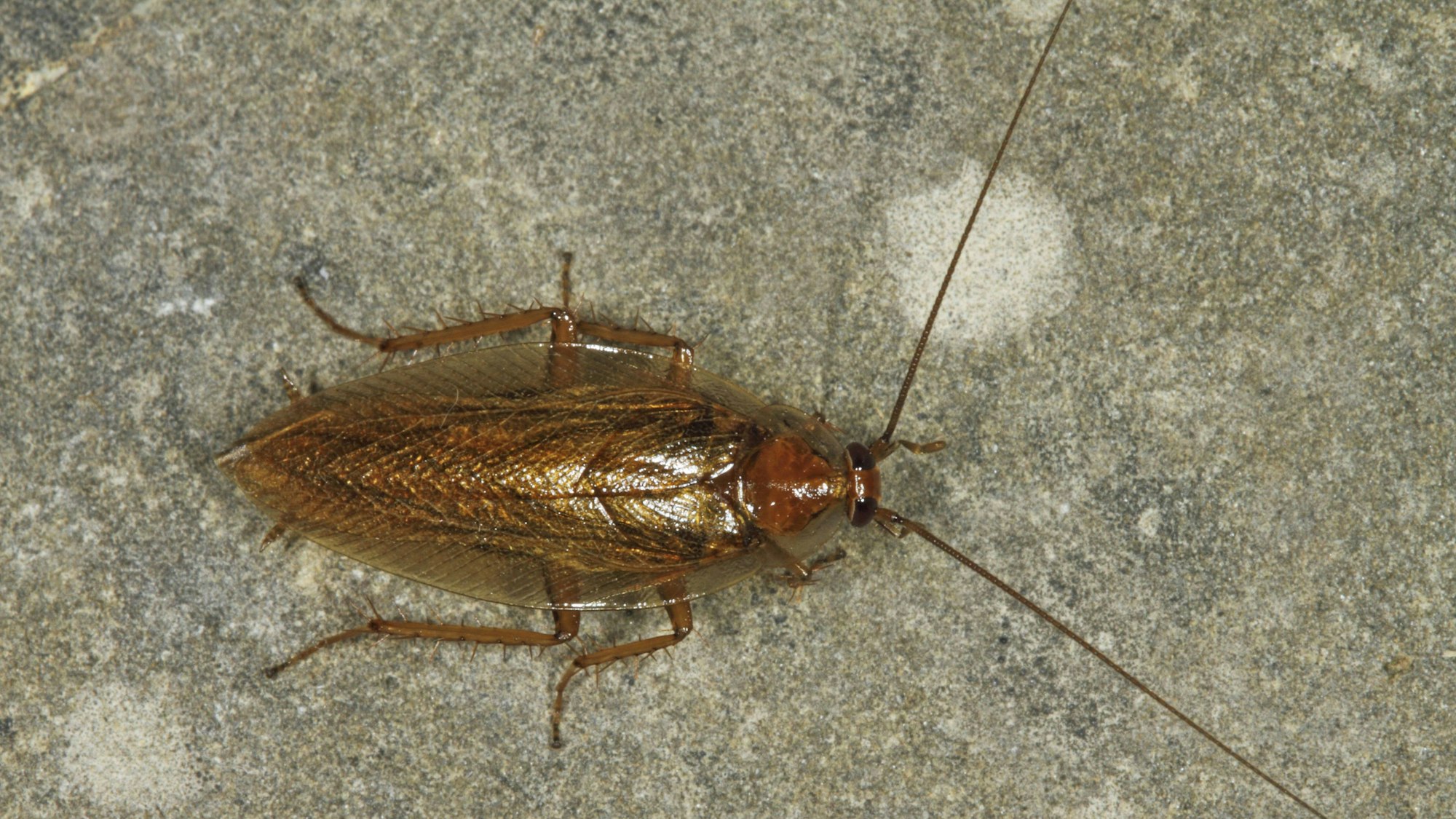 Eine Bernstein-Waldschabe auf dem Boden.