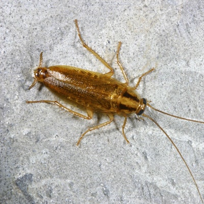 Eine Deutsche Schabe auf dem Boden.