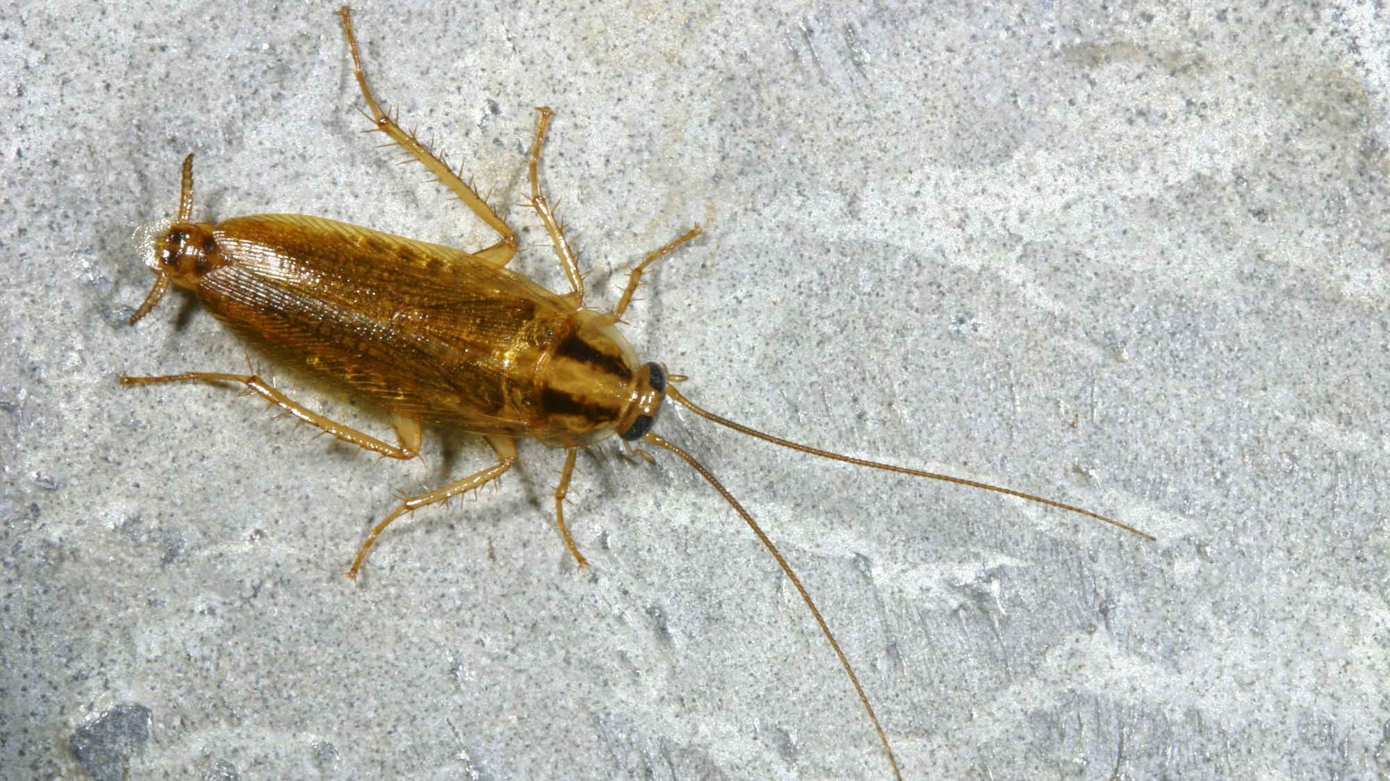 Eine Deutsche Schabe auf dem Boden.