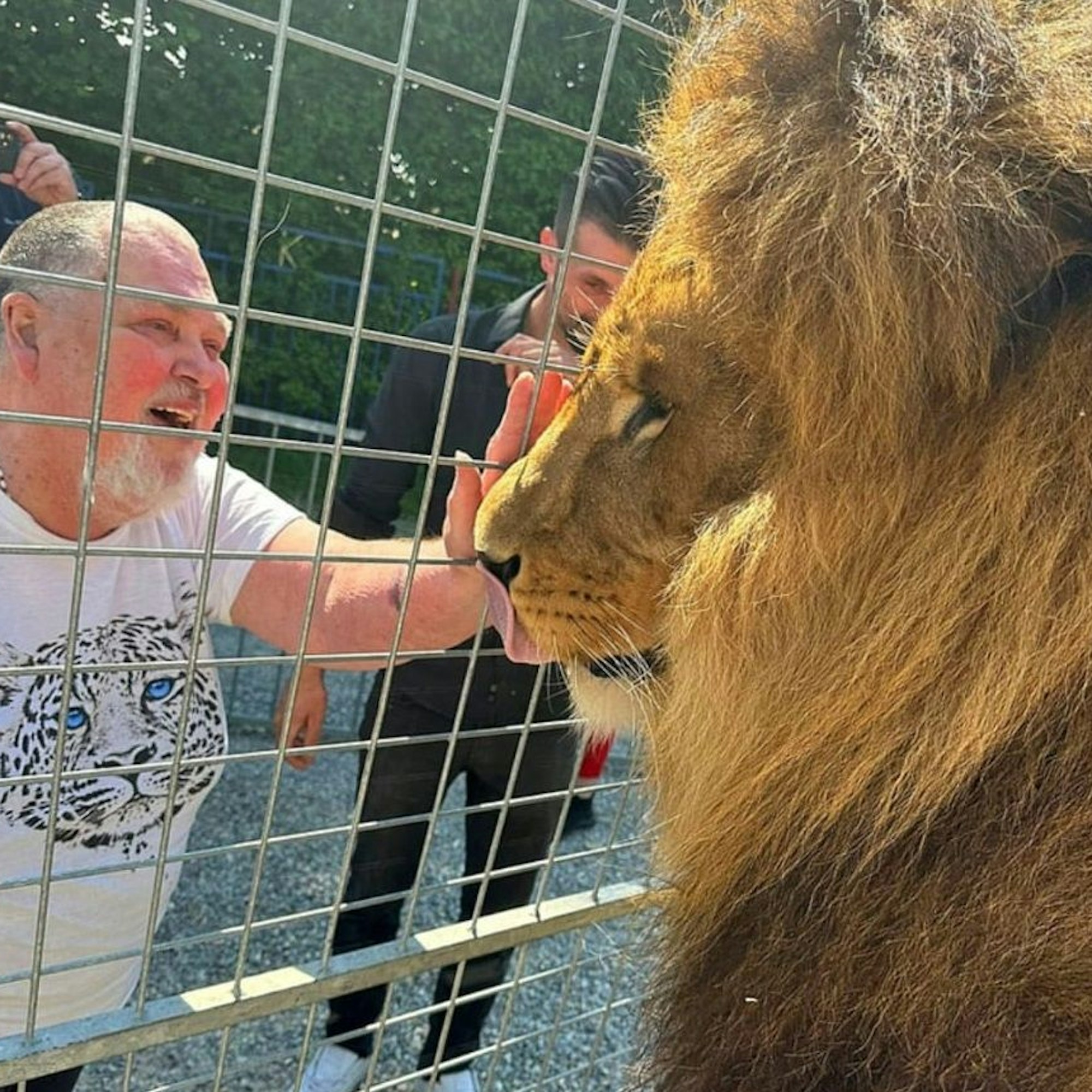 Ein Mann streichelt einen Löwen durch ein Gitter und lacht.