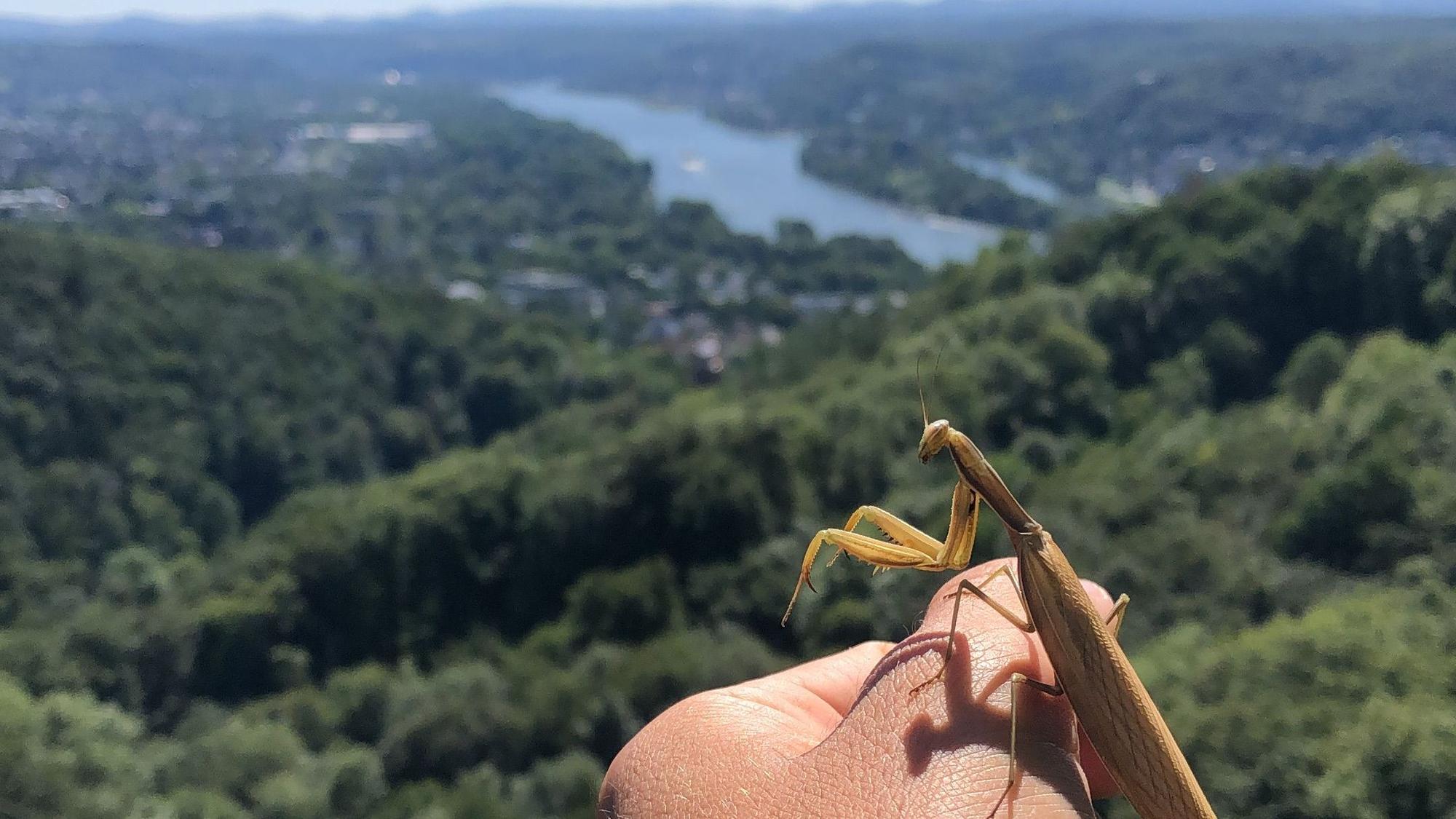 Ein braun gefärbte Gottesanbeterin aus dem Siebengebirge.