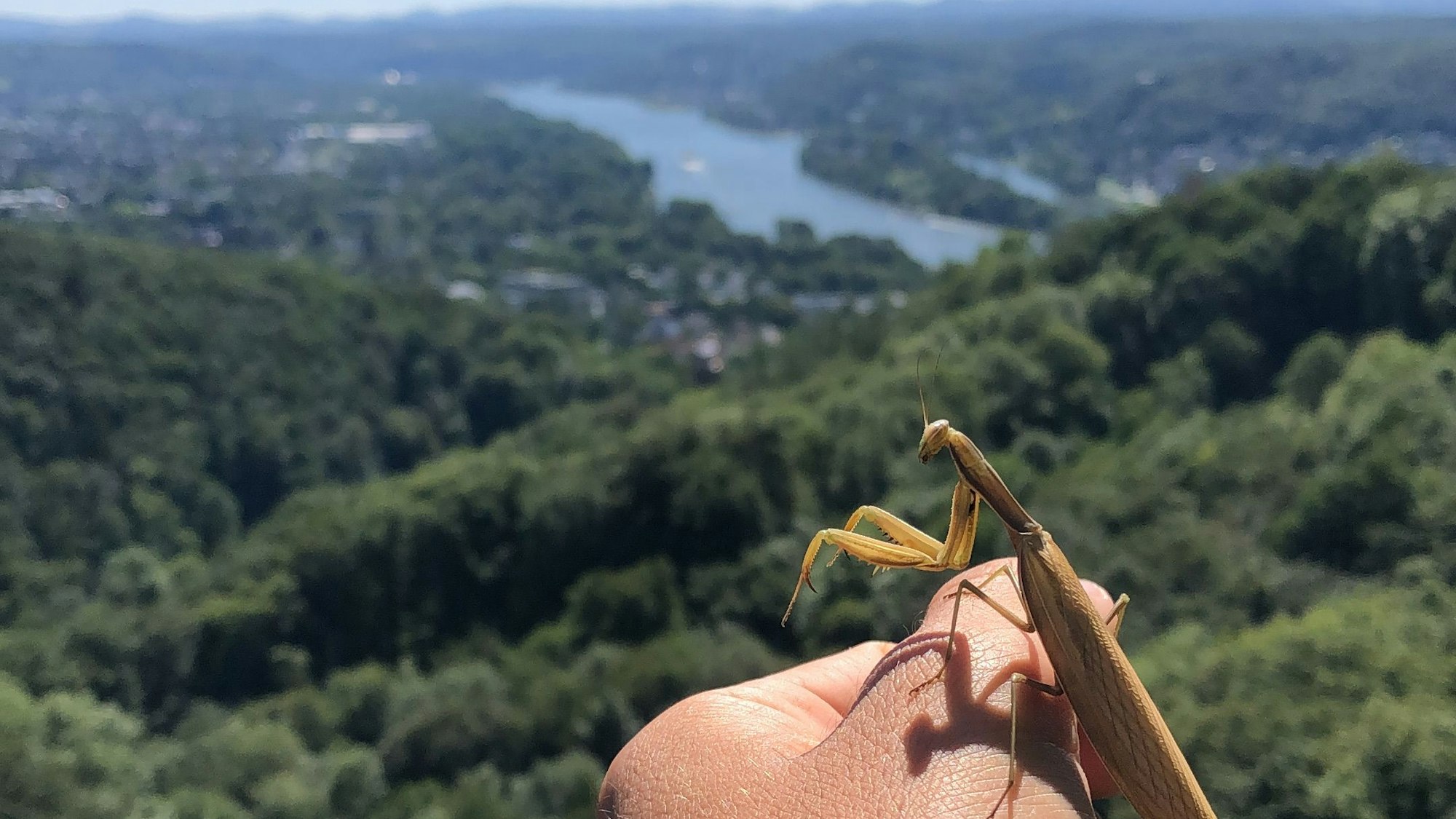 Ein braun gefärbte Gottesanbeterin aus dem Siebengebirge.