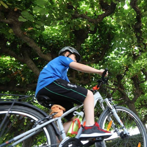 Die Radfahrer sollen anstatt der Nutzung der Lindenallee zukünftig über die Straße geleitet werden.