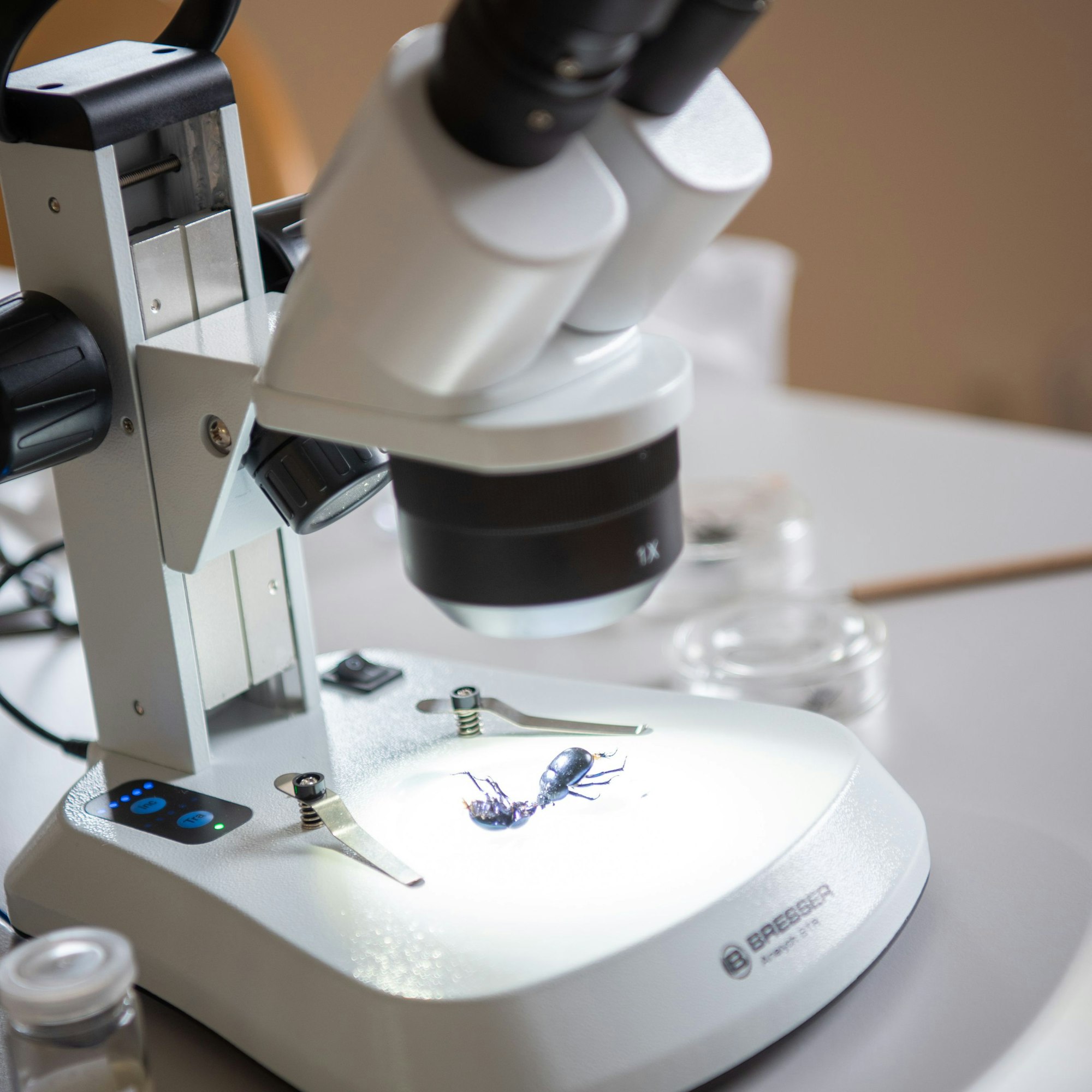 Zwei tote Mistkäfer liegen unter einem Binokular. Auf dem Tisch daneben sind verschwommen durchsichtige Dösschen zu erkennen.