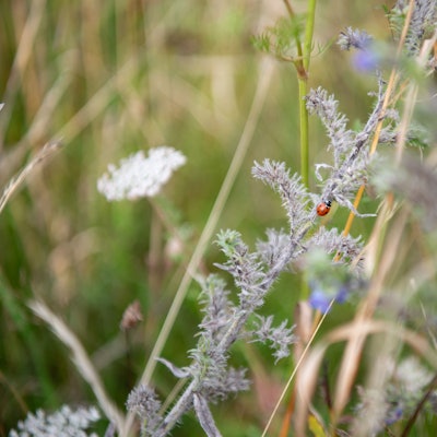 Ein Marienkäfer klettert am Halm eines gewöhnlichen Natternkopfs entlang.