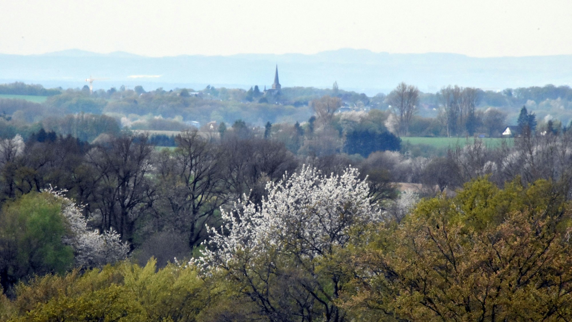 Blick auf den Kirchturm von Neunkirchen, im Vordergrund stehen blühende Bäume, im Hintergrund ist das Siebengebirge zu sehen.
