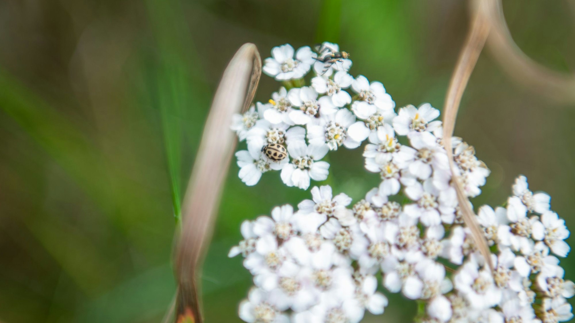 Ein kleiner weißer Marienkäfer sitzt auf der Blüte einer wilden Möhre.