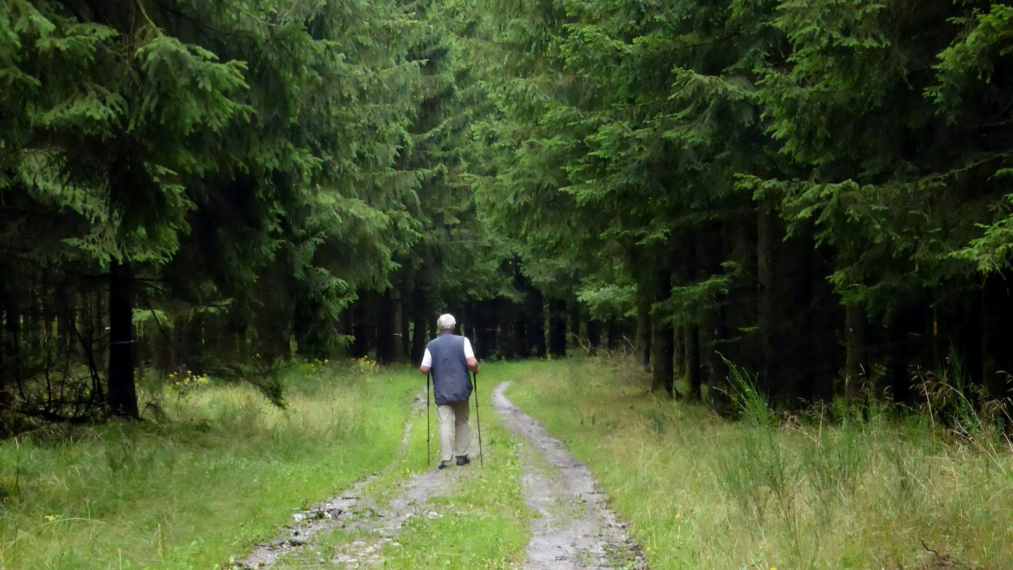 Wanderer auf einem Weg durch einen Wald