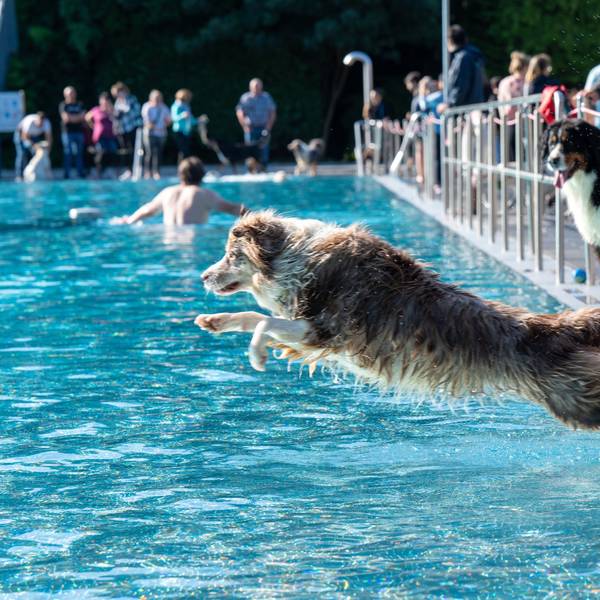 Hund springt in ein Schwimmbecken in einem Freibad