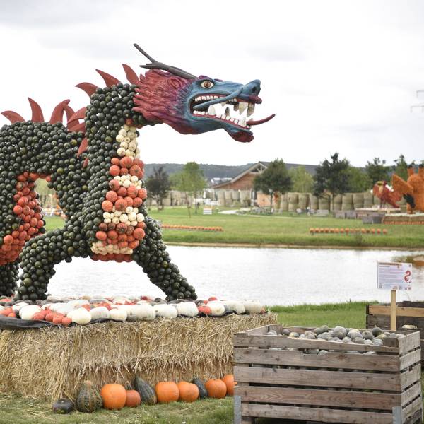 Ein aus grünen, orangen und hellen Kürbissen gebauter Drache an einem See steht auf Strohballen. Im Hintergrund sind weitere Kürbisse zu erkennen.