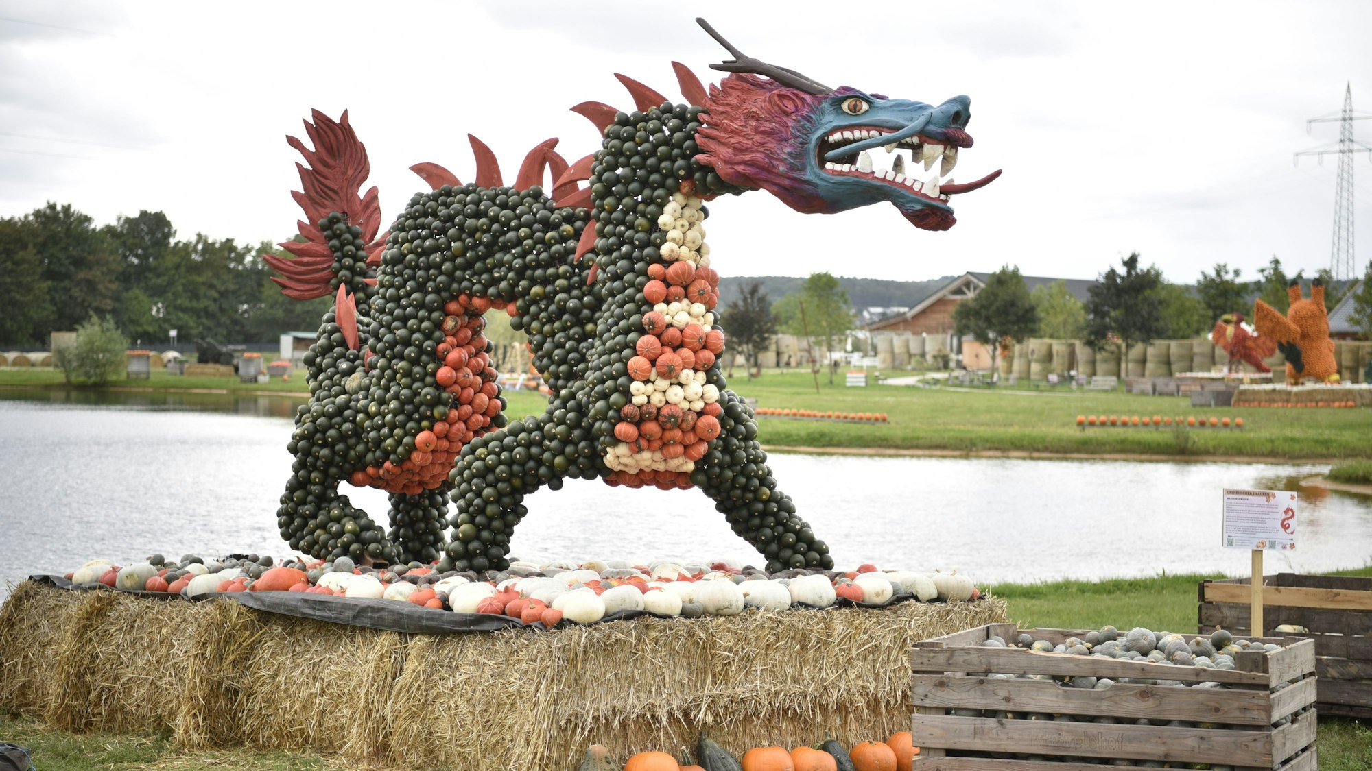 Ein Drache aus grünen, orangen und gelben Kürbissen ziert die Kürbisschau in der Eifel.