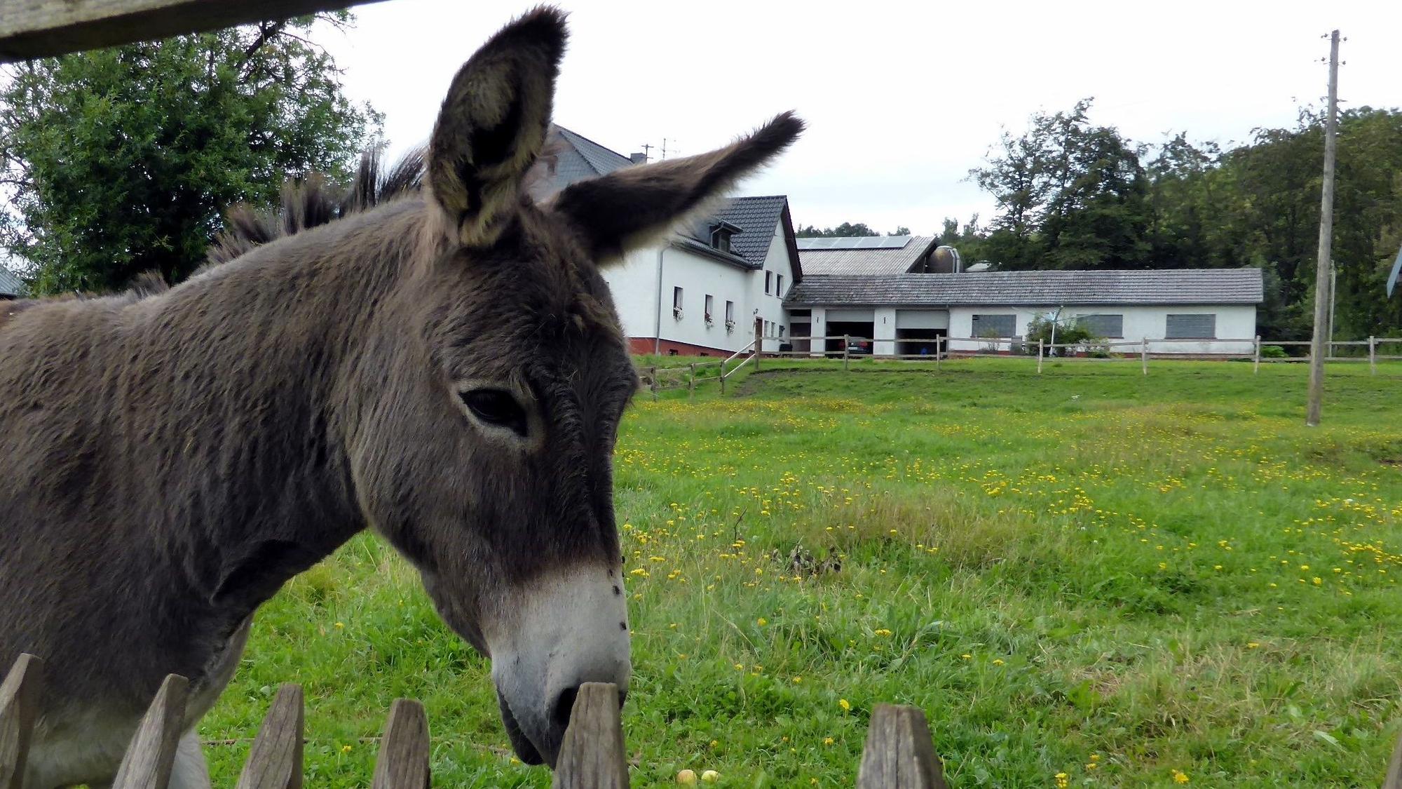 Esel hinter einem Zaun auf einer grünen Wiese