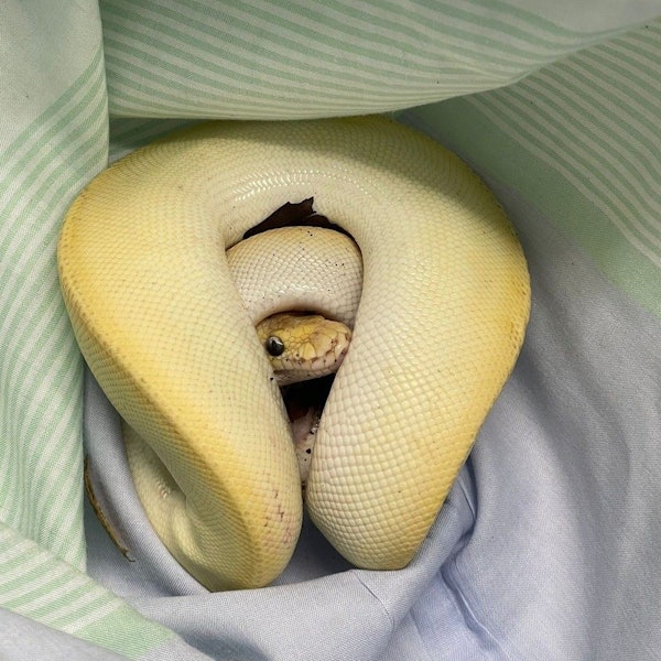 Eine Schlange hat sich zusammengerollt.