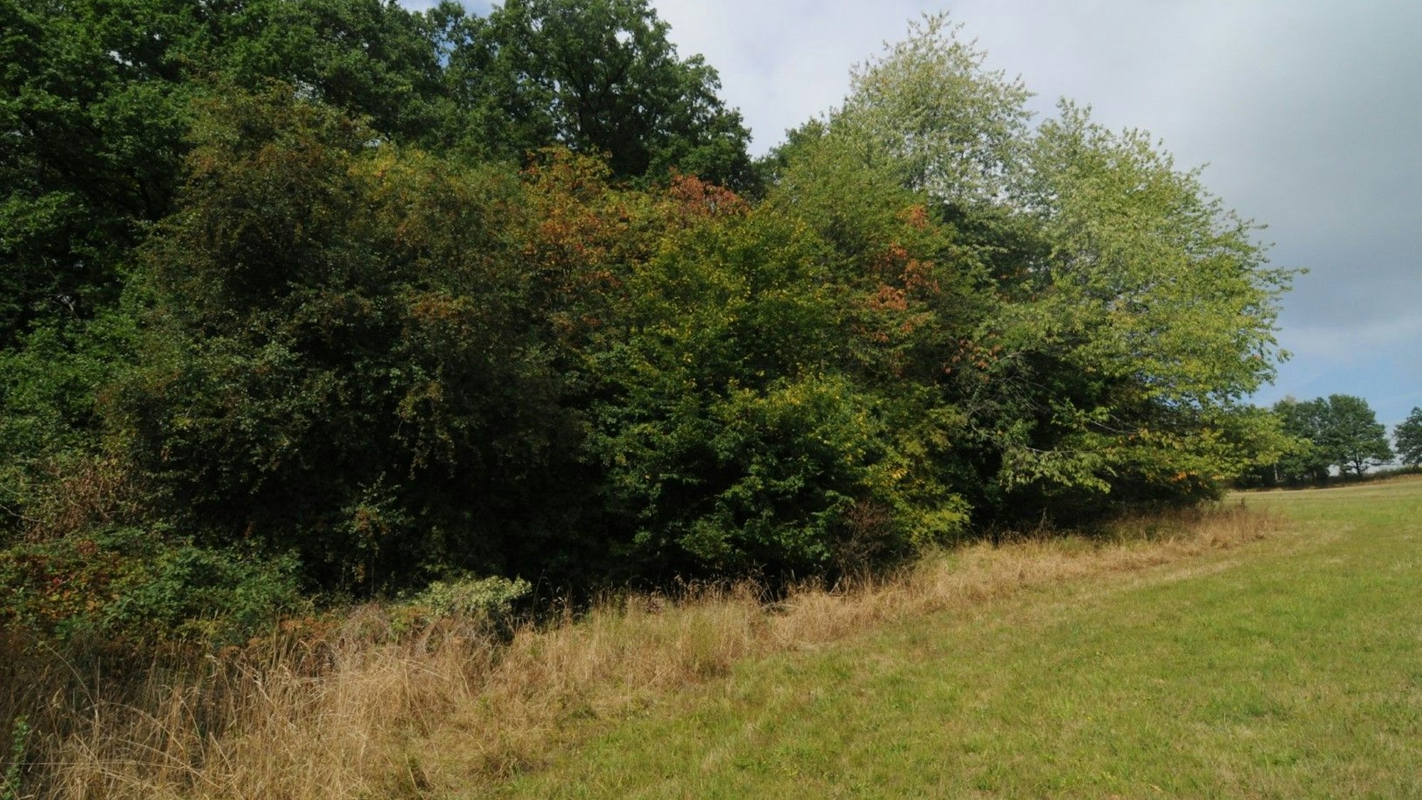 Neben einer Wiese ist ein vielschichtiger Waldrand zu sehen.