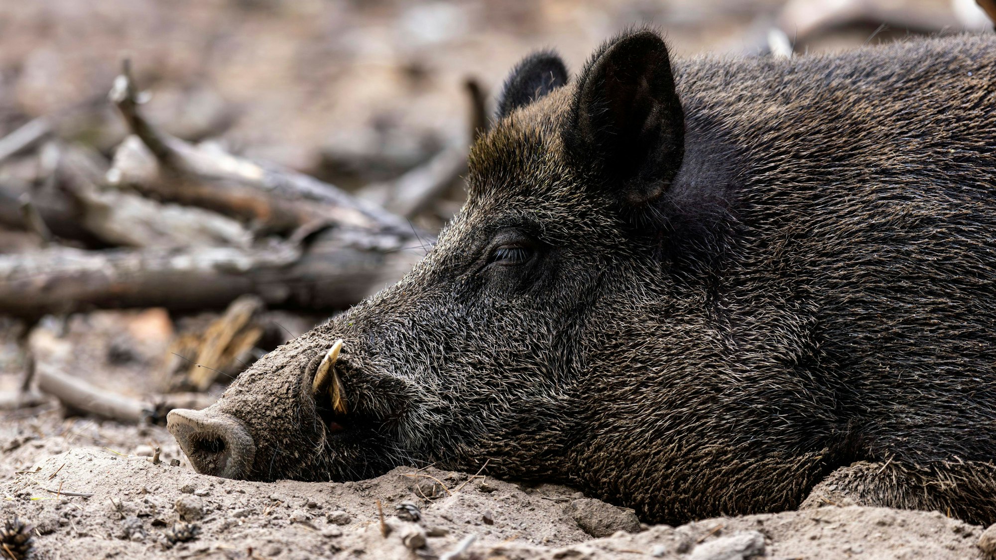 Ein Wildschwein liegt im Dreck.