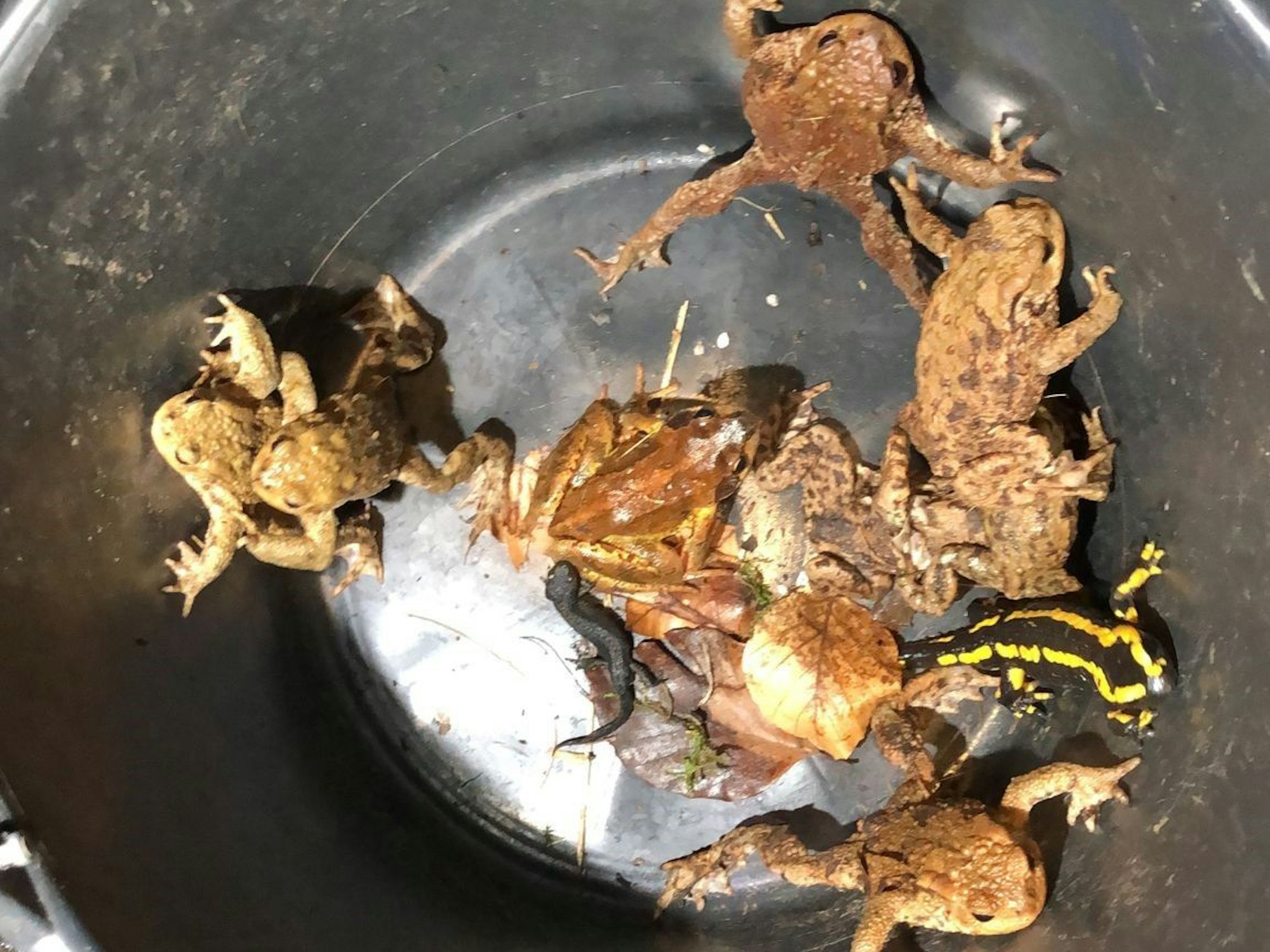 Ein paar Kröten und ein Salamander sitzen in einem schwarzen Eimer.