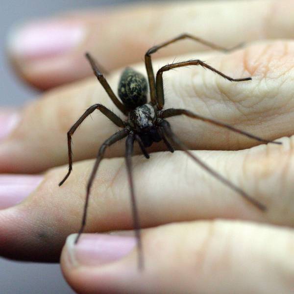 Eine Große Winkelspinne krabbelt über die Rückseite von Fingern