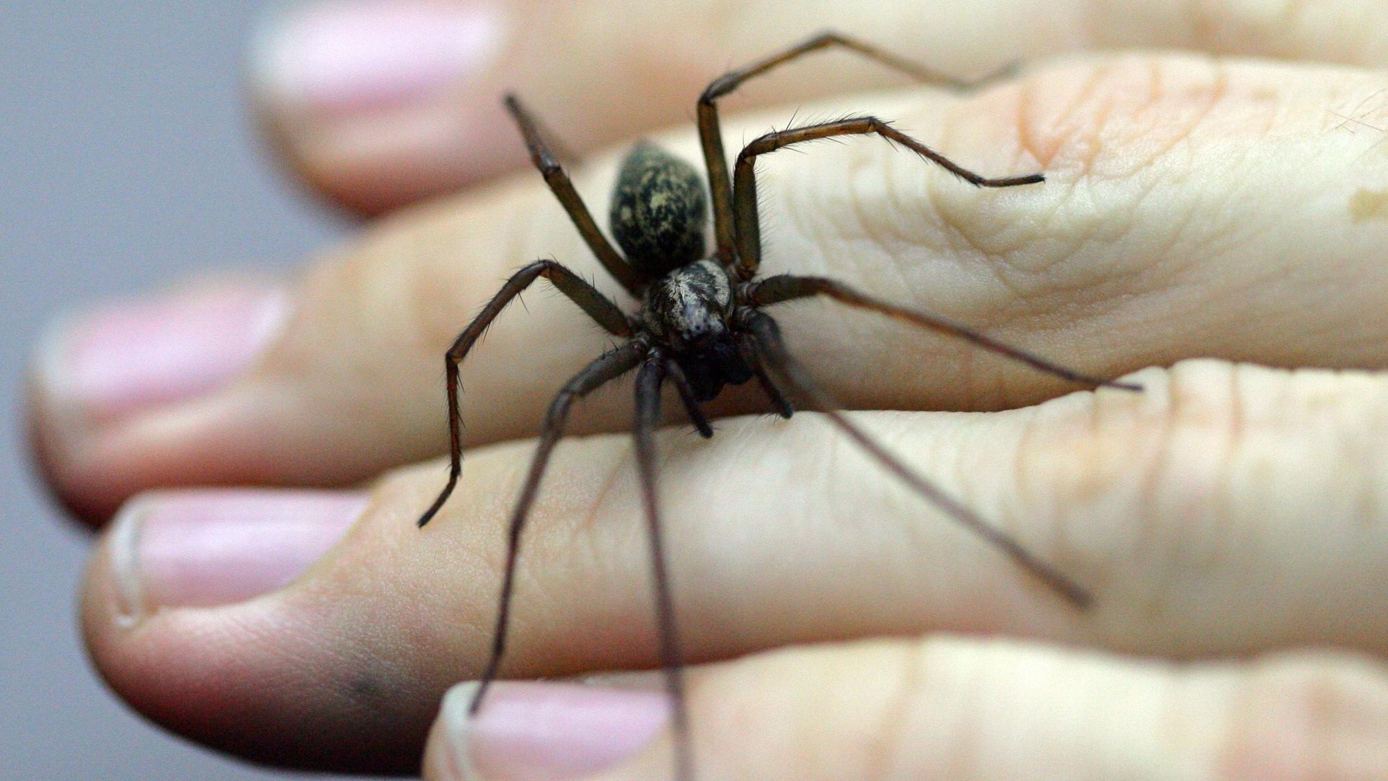 Eine Große Winkelspinne krabbelt über die Rückseite von Fingern