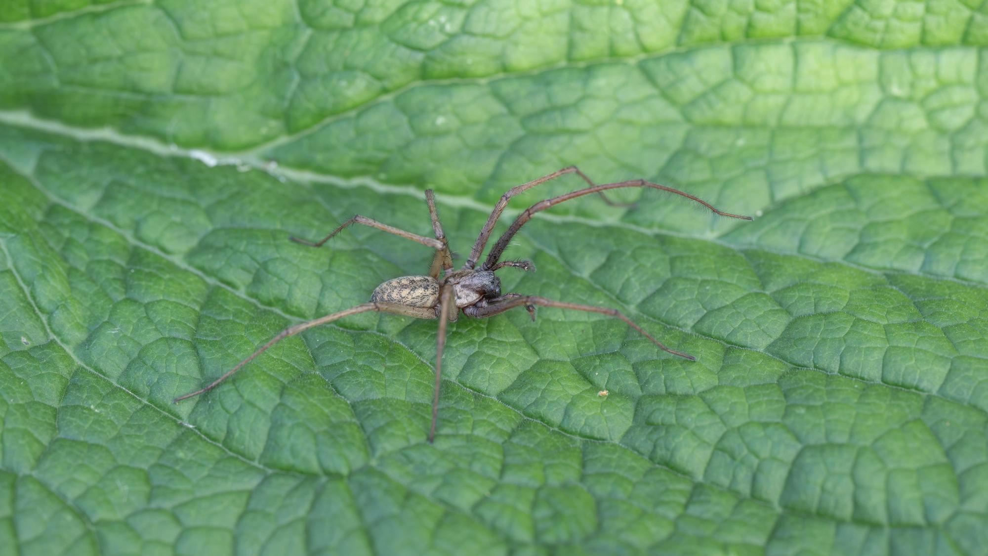 Eine Hauswinkelspinne auf einem grünen Blatt