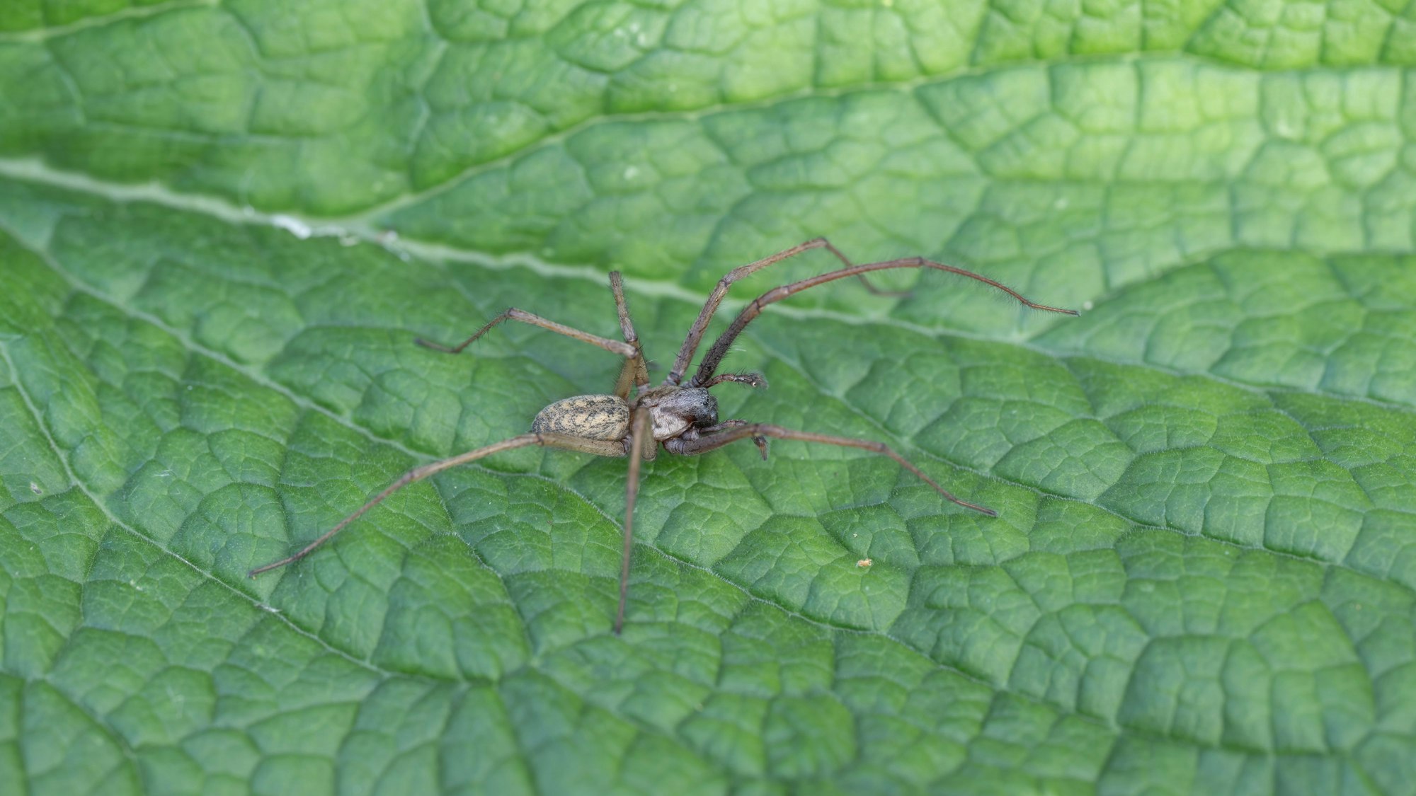 Eine Hauswinkelspinne auf einem grünen Blatt