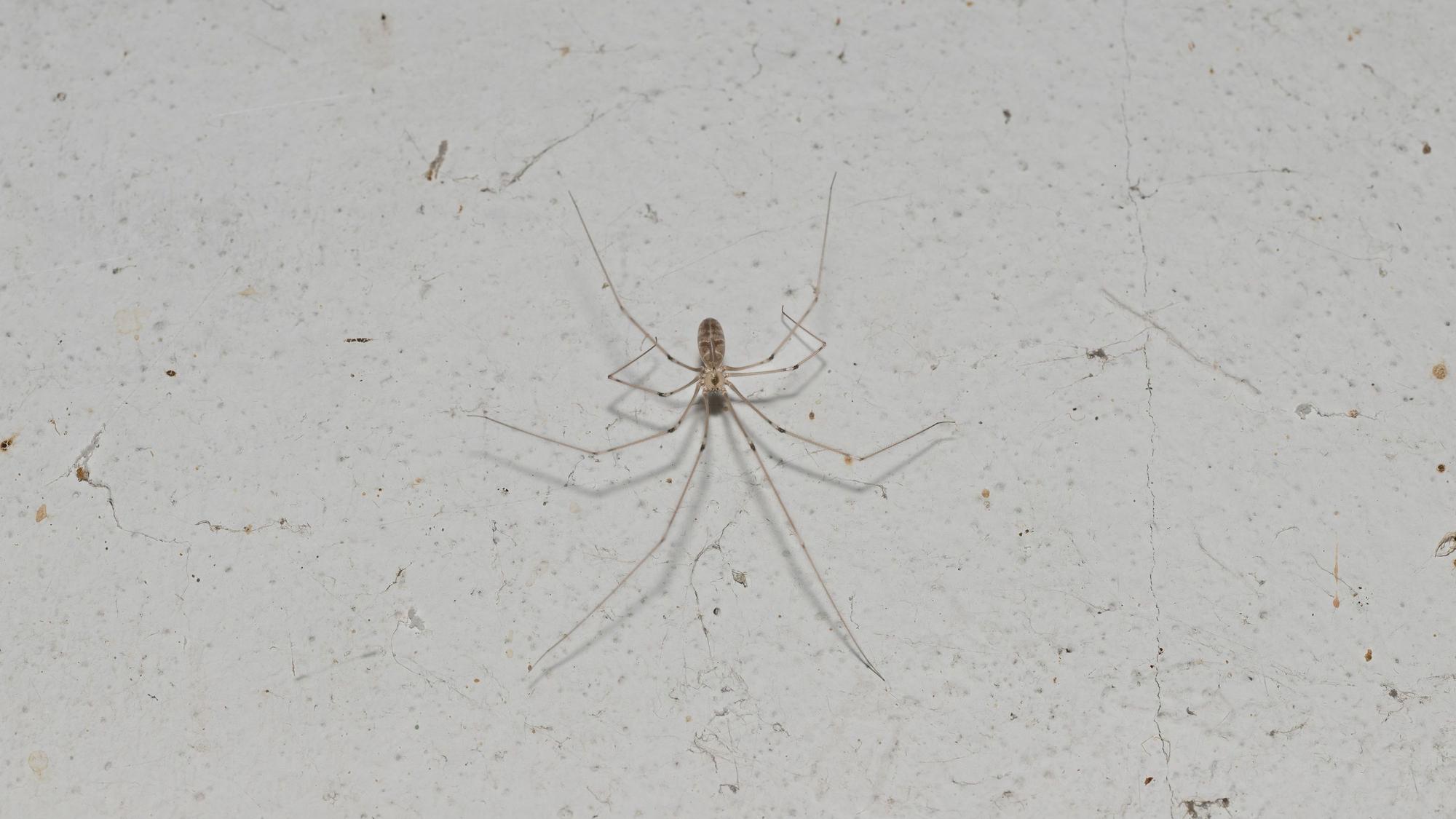 Zitterspinne auf hellem Untergrund