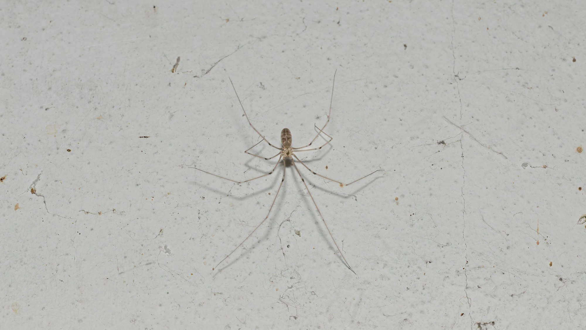 Zitterspinne auf hellem Untergrund