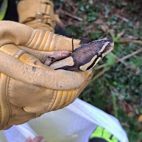 Bei dem Anblick der Schlange wurde sogar erfahrenen Feuerwehrleute mulmig.
