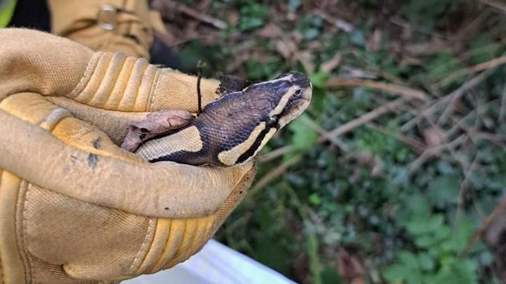 Bei dem Anblick der Schlange wurde sogar erfahrenen Feuerwehrleute mulmig.