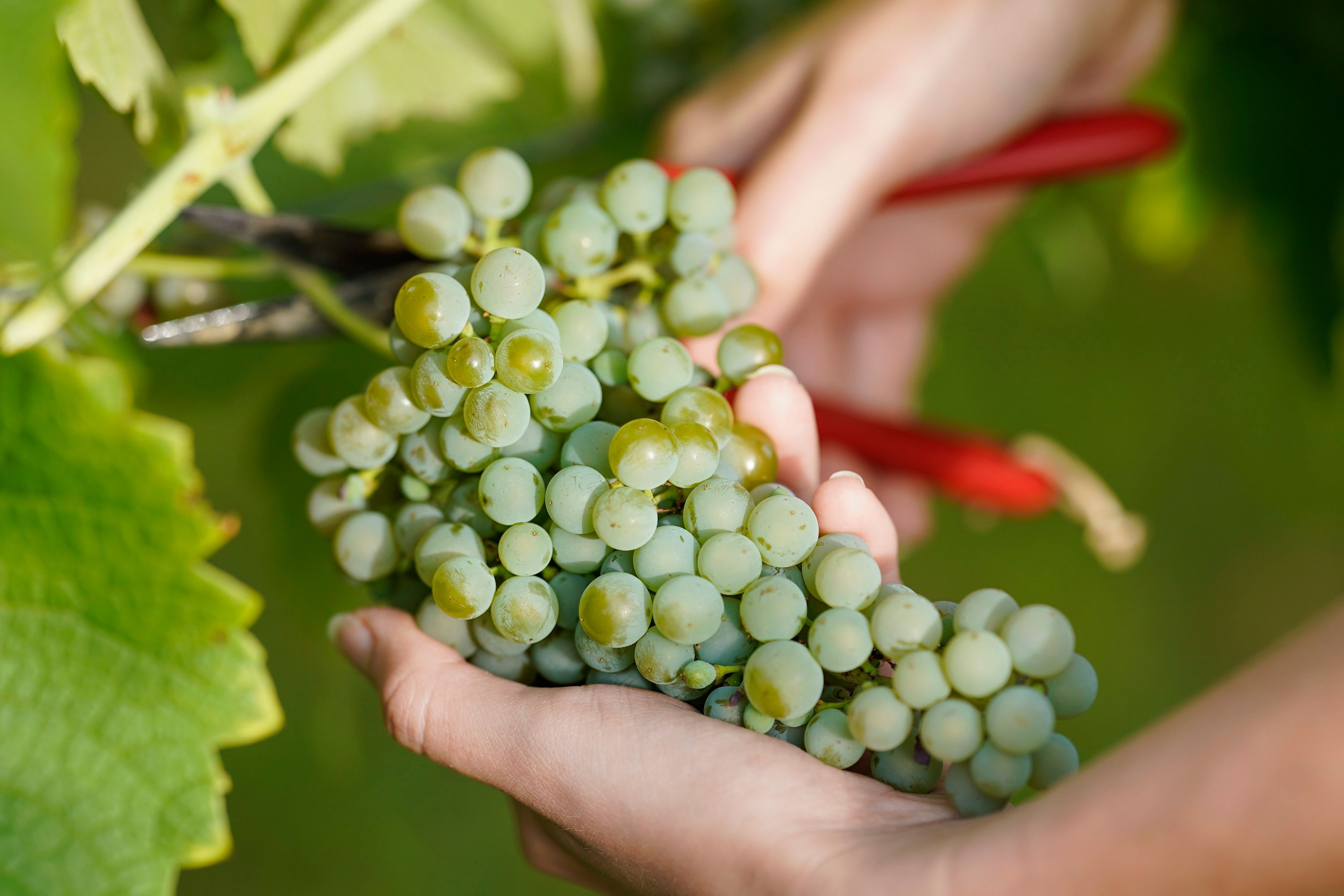 ARCHIV - 14.08.2023, Rheinland-Pfalz, Neustadt an der Weinstraße: Weintrauben der Sorte Solaris werden beim Start der Weinlese im Weinberg der Weingebiet Manufaktur vom Rebstock geschnitten.